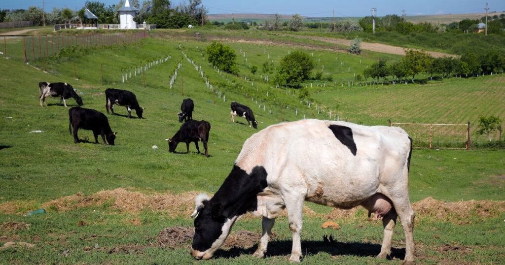 Flatulent Cows And Pigs Will Face A Carbon Tax In Denmark, A World First